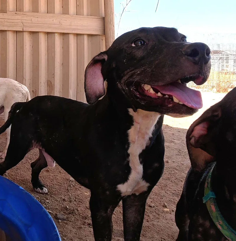 A young medium-sized male Boxer dog named Manny for adoption in Queen Creek, AZ