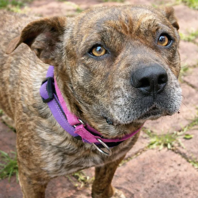 An adult medium-sized female Brindle Boxer dog named Brittney for adoption in Boerne, TX