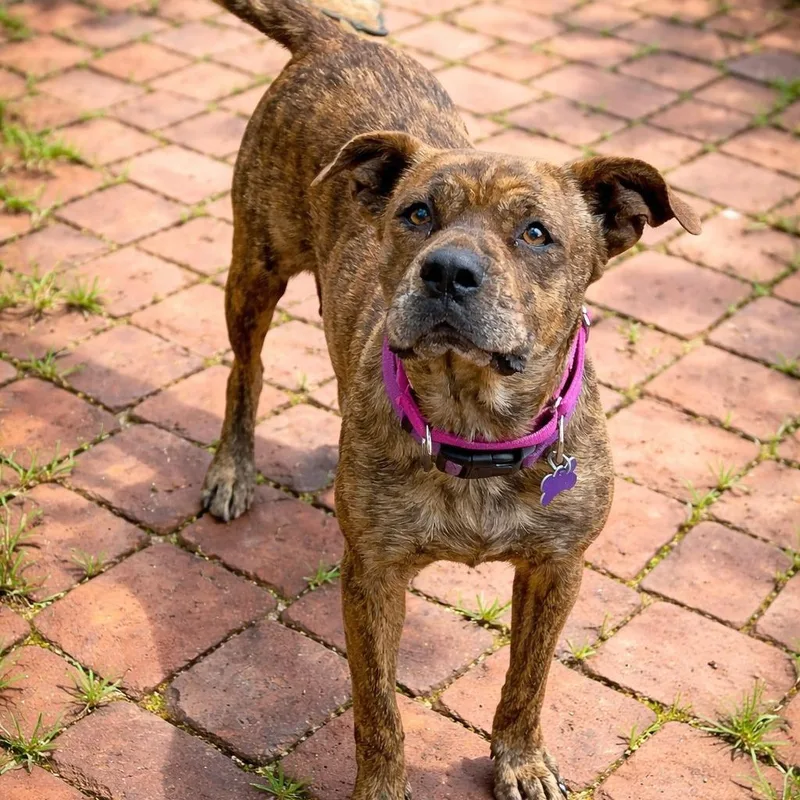 Brittney thumbnail 2