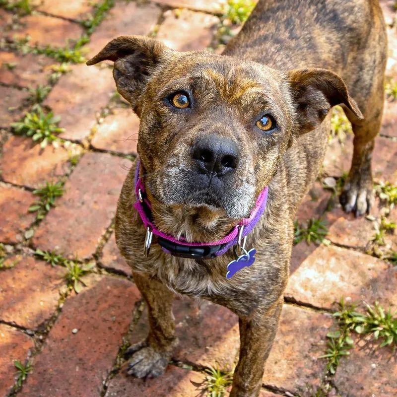 Brittney thumbnail 3