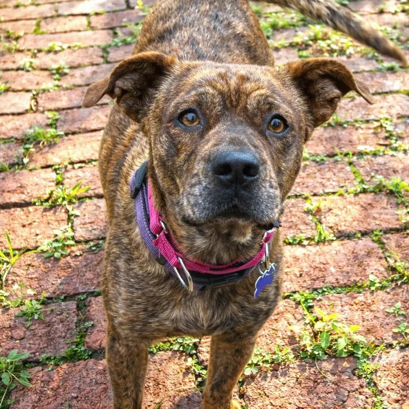 Brittney thumbnail 4