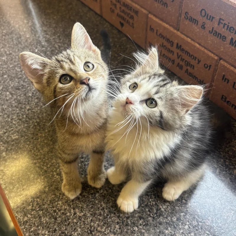 A baby small-sized female Tabby (Buff / Tan / Fawn) Domestic Short Hair cat named Ally for adoption in Waynesburg, PA
