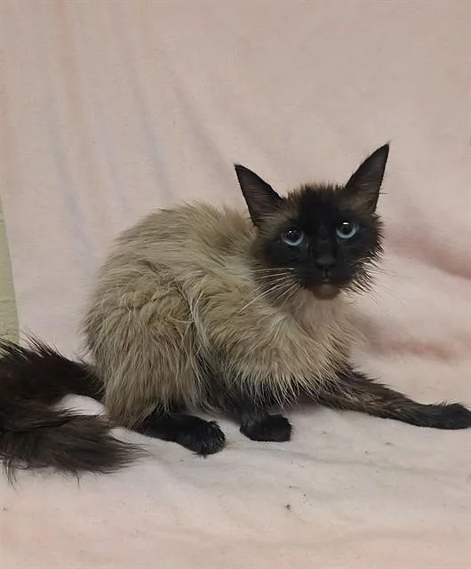 An adult medium-sized female Siamese cat named Mallow for adoption in Castaic, CA