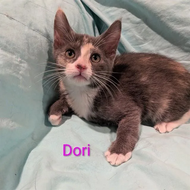 A baby small-sized female Domestic Medium Hair cat named Dory for adoption in Auburn, CA