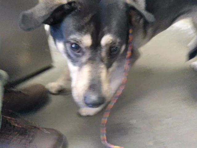 A young medium-sized male Pit Bull Terrier dog named Ellie for adoption in Tulsa, OK