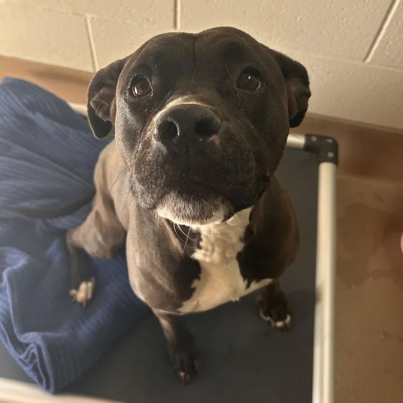 An adult large-sized female Black Pit Bull Terrier dog named Sadie for adoption in Reno, NV