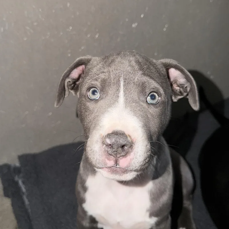 Cleo