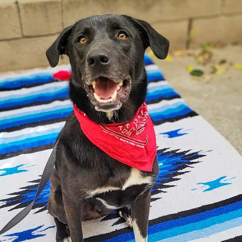 A young large-sized male Black Great Pyrenees dog named Louis for adoption in Anza, CA
