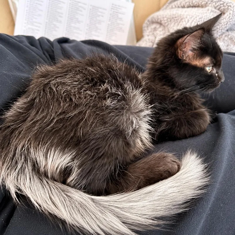 A baby small-sized male Brown / Chocolate Domestic Medium Hair cat named Fossey for adoption in Hopkinton, MA