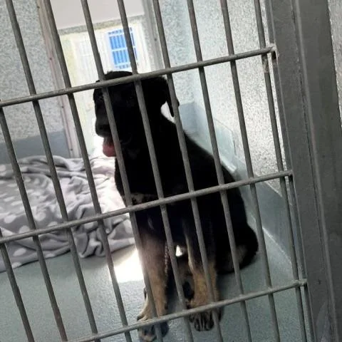 A baby small-sized male Black German Shepherd Dog dog named Little Bear for adoption in Hawthorne, CA