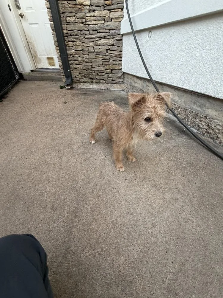A baby small-sized female Brown / Chocolate Terrier dog named Crafty for adoption in Richmond, TX