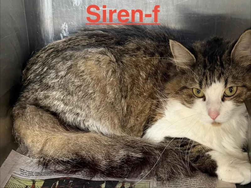 Siren