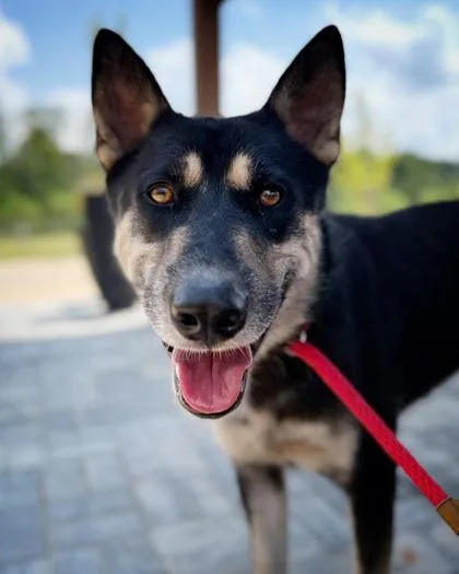 An adult large-sized male Shepherd dog named Bateman for adoption in Atlanta, GA