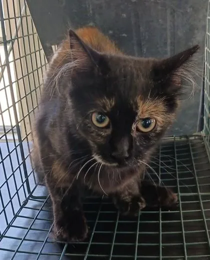 A young medium-sized female Domestic Medium Hair cat named Scarlett for adoption in West Memphis, AR