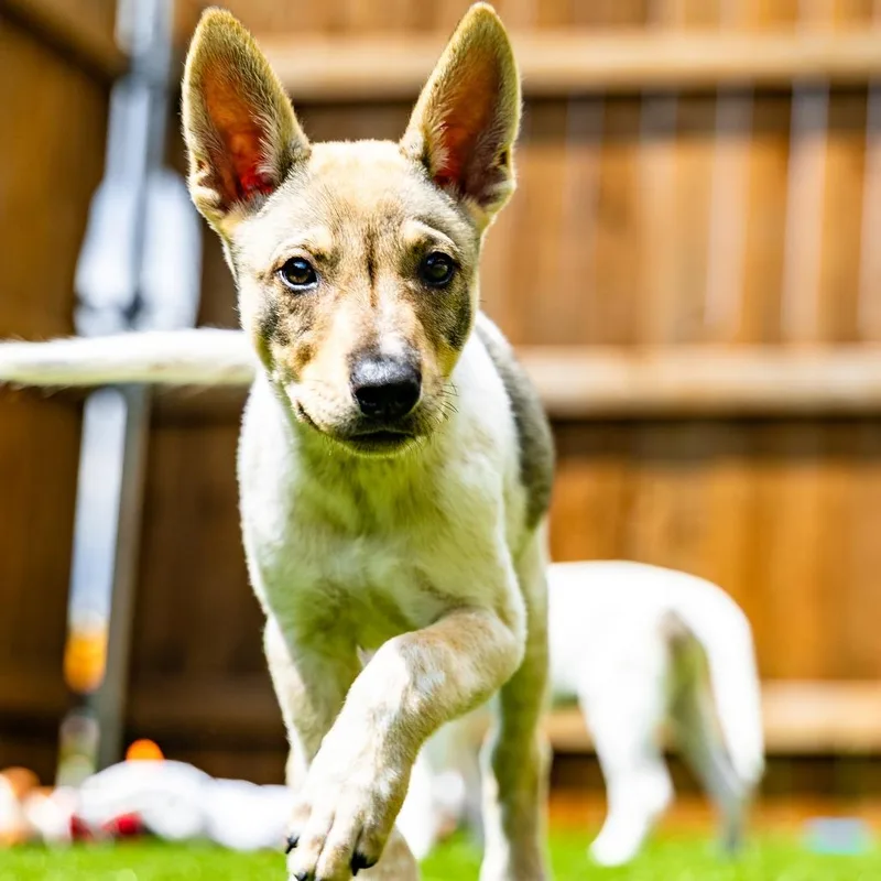 A baby small-sized male White / Cream Cattle Dog dog named Latte for adoption in Naperville, IL