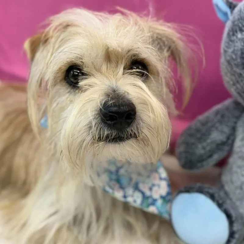 An adult small-sized male Havanese dog named Twinkie for adoption in Tacoma, WA