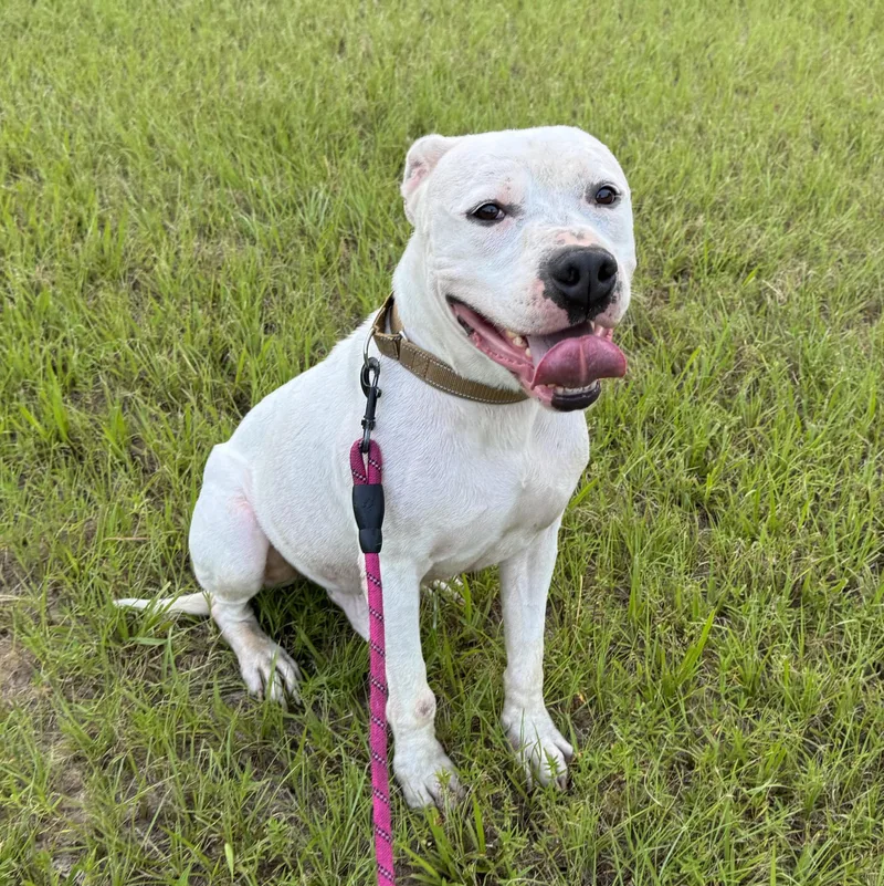 An adult medium-sized male White / Cream Terrier dog named Toddy for adoption in Longview, TX