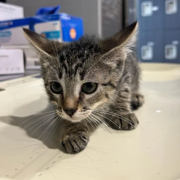 A baby small-sized female Gray / Blue / Silver Domestic Short Hair cat named Fennel for adoption in Livingston, TX