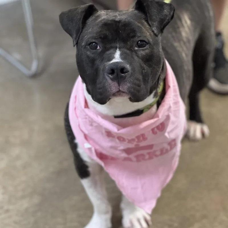 An adult small-sized female Black American Staffordshire Terrier dog named Dumplin for adoption in Rock Falls, IL