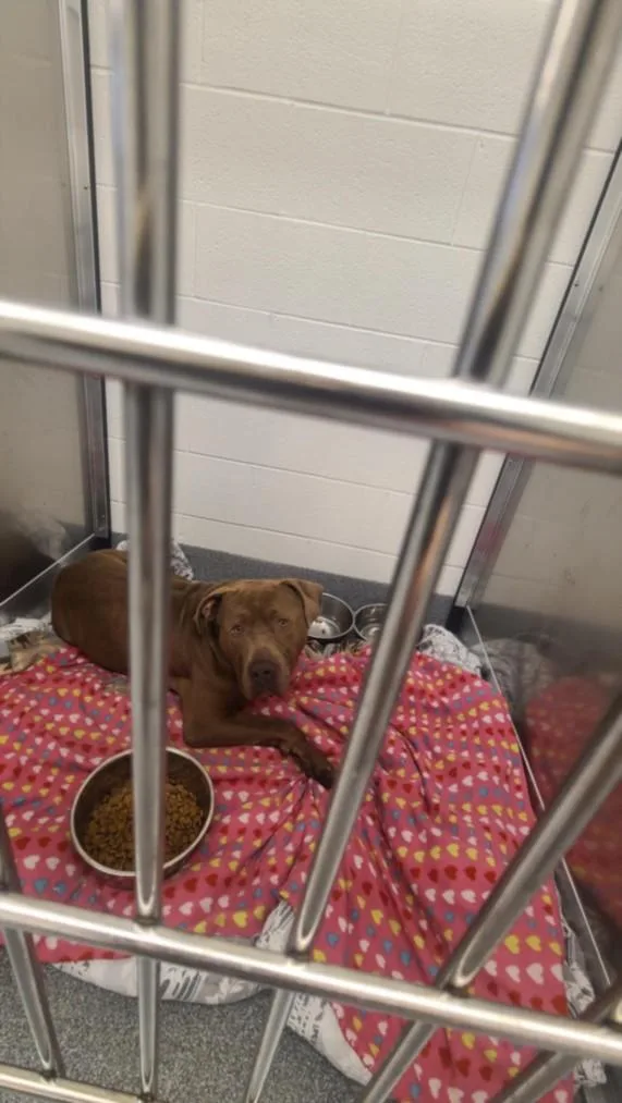 A young large-sized male Pit Bull Terrier dog named Fluffy for adoption in Toledo, OH