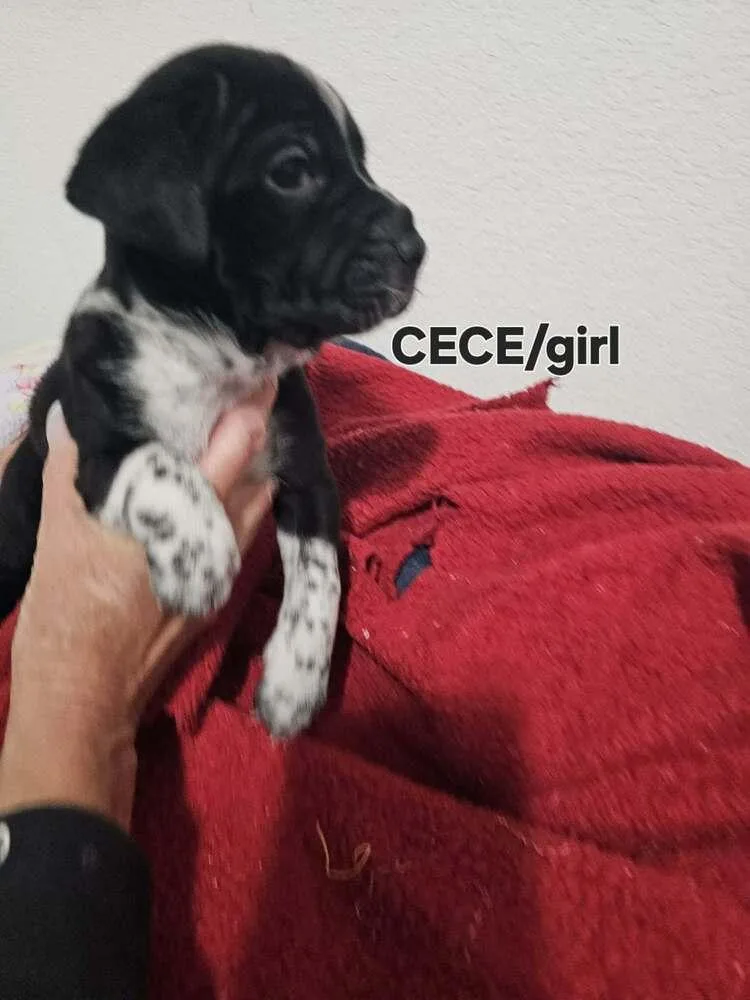 A baby medium-sized female Tricolor (Brown, Black, & White) Labrador Retriever dog named Cece for adoption in Evergreen, CO