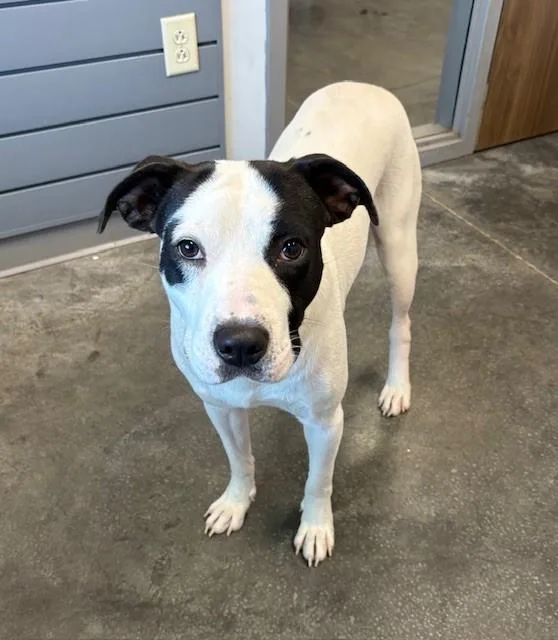 A young large-sized male Labrador Retriever dog named Einstein for adoption in Brunswick, GA