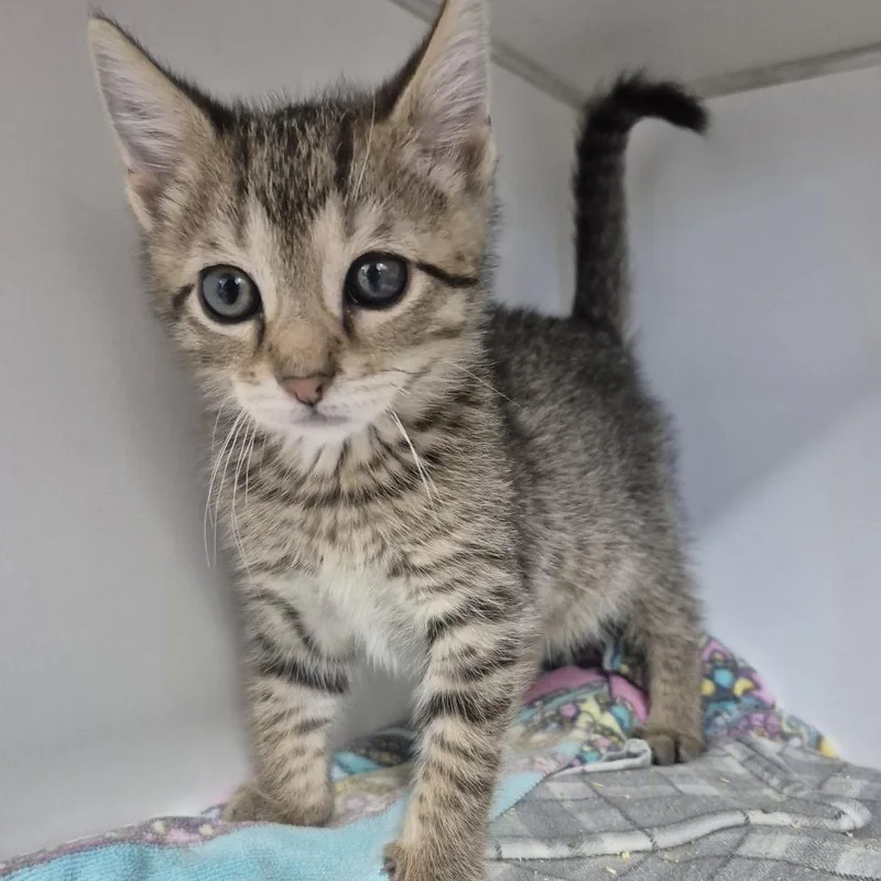A baby small-sized male Brown / Chocolate Domestic Short Hair cat named Pellegrino for adoption in Newark, NJ