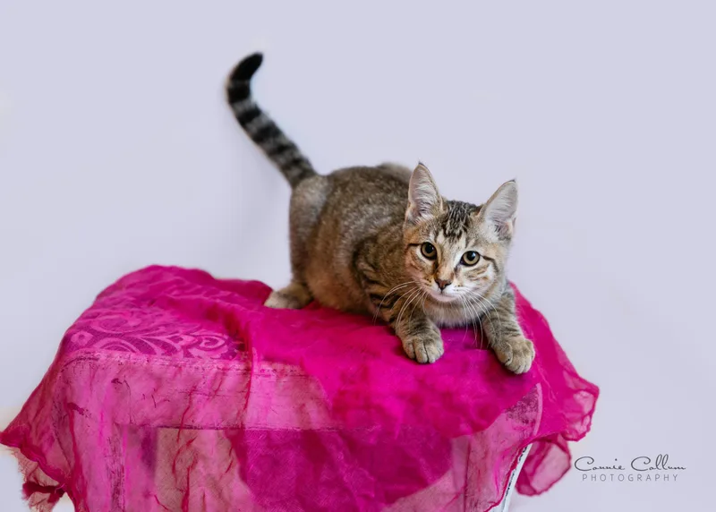 A young medium-sized female Tabby (Brown / Chocolate) Domestic Short Hair cat named Merida for adoption in Homewood, AL