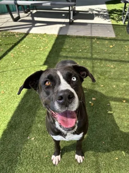 An adult large-sized female Mixed Breed dog named Bowie for adoption in El Paso, TX