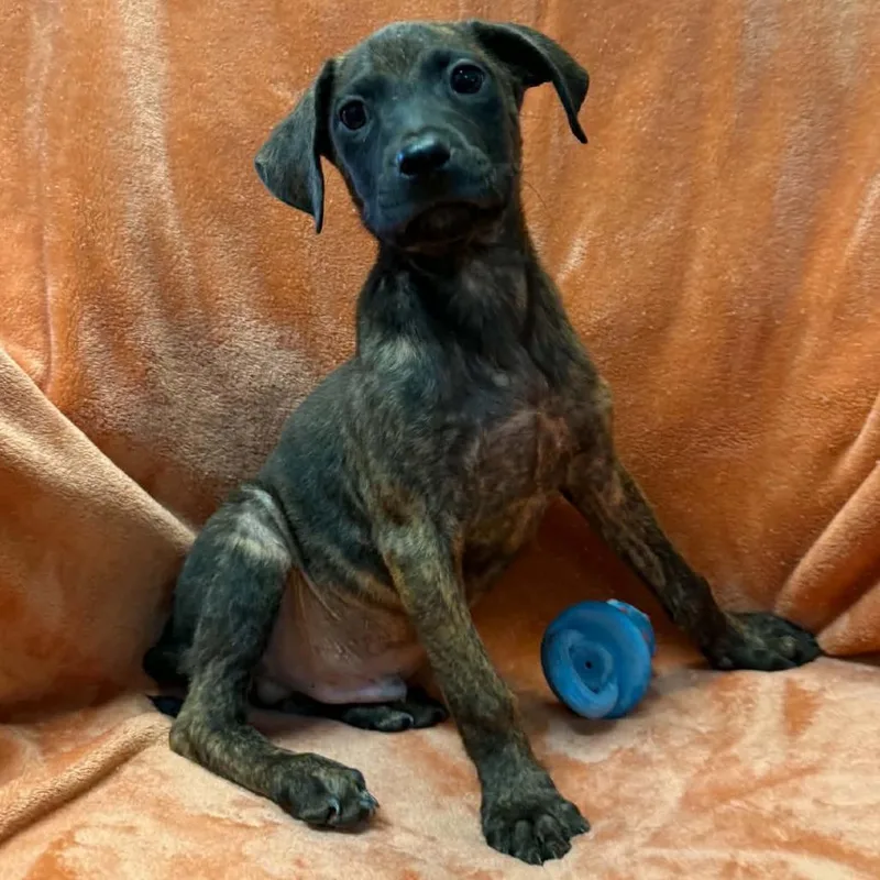 A baby small-sized male Mixed Breed dog named Freeway for adoption in Pine Mountain, GA