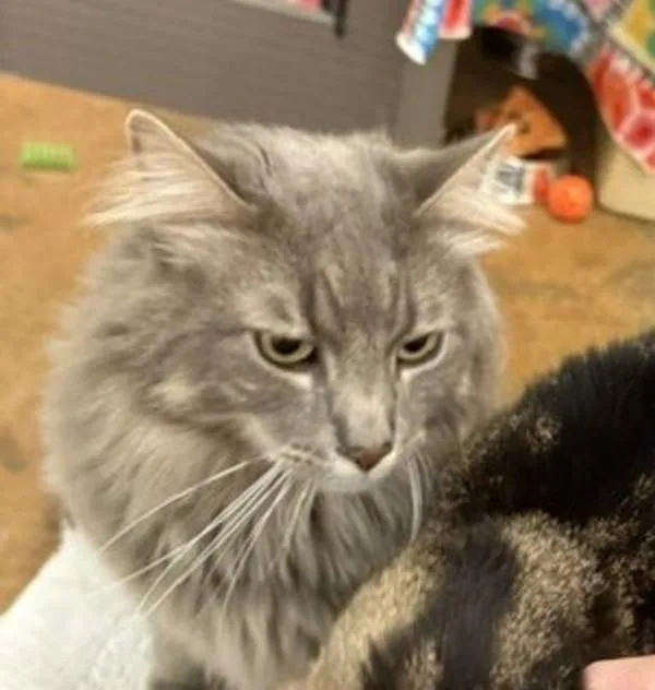 Oliver