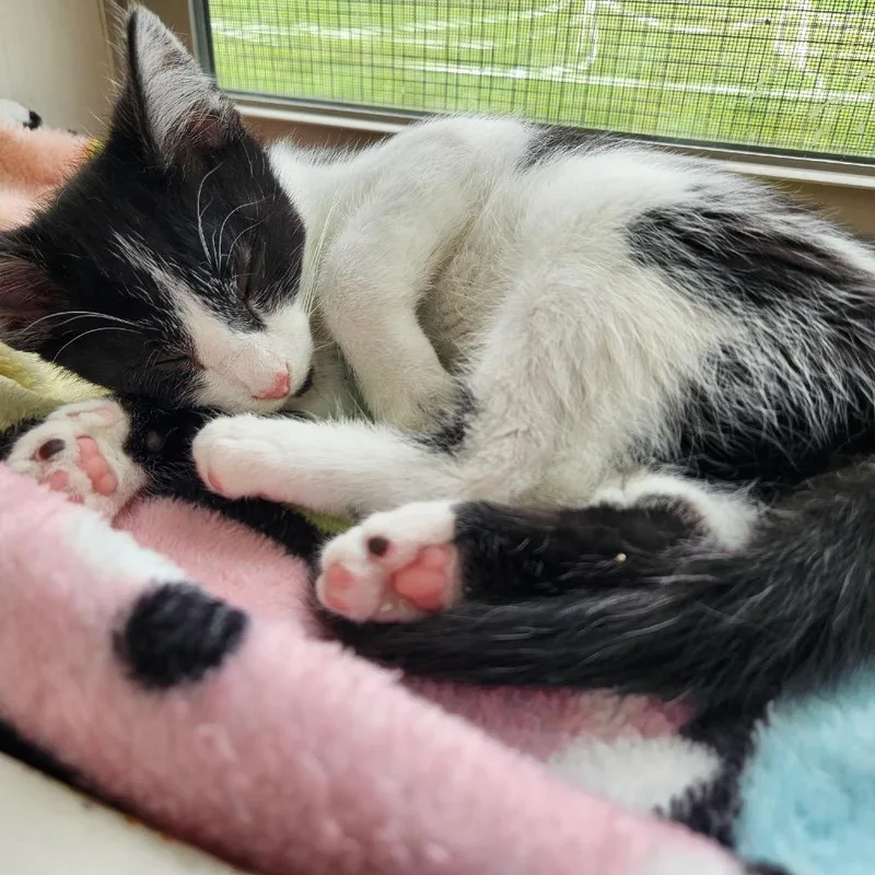 A baby small-sized male Black Domestic Short Hair cat named Finch for adoption in Delaware, OH