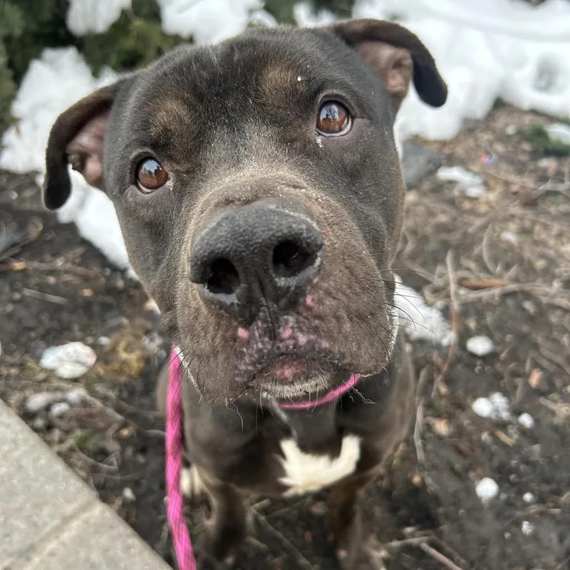 A baby medium-sized male Gray / Blue / Silver Pit Bull Terrier dog named Timmy Turner for adoption in Weimar, CA