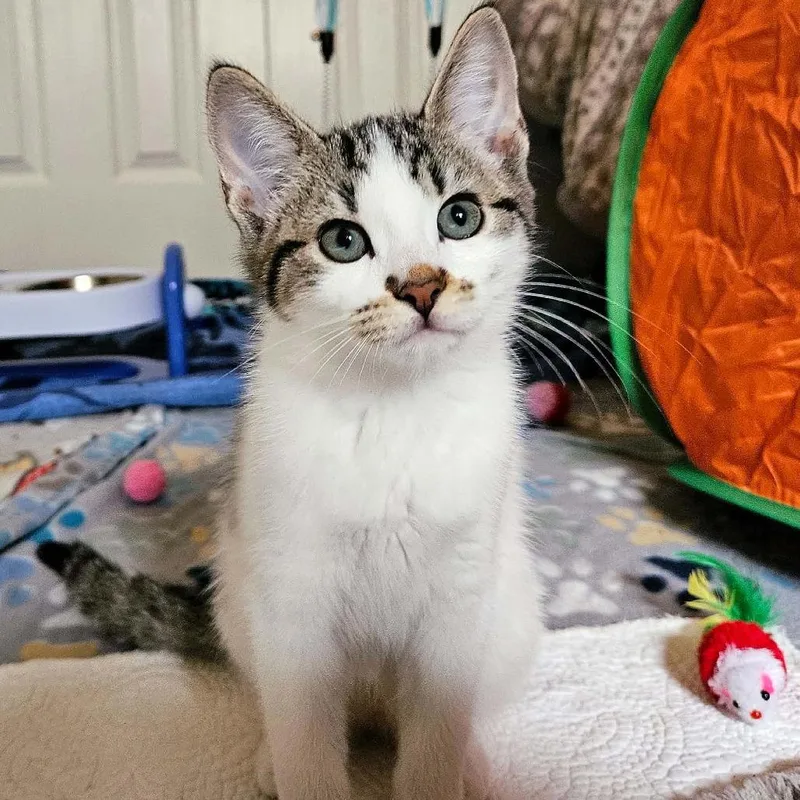 A baby small-sized female Domestic Short Hair cat named Fae for adoption in Houston, TX