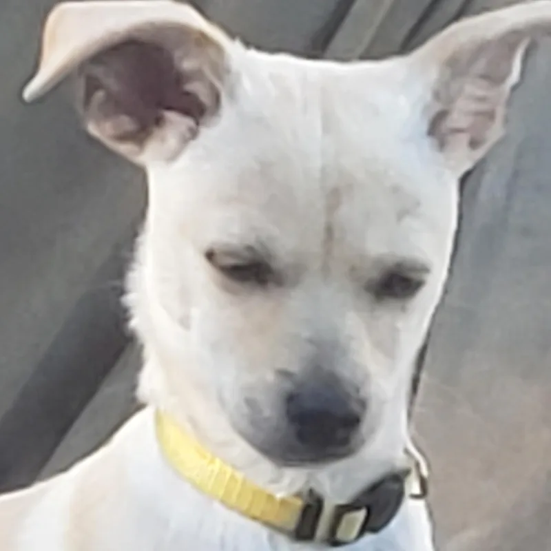 Pickle Rick And Morty thumbnail 2