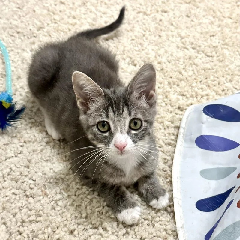 A baby small-sized female Gray / Blue / Silver Domestic Short Hair cat named Chunk for adoption in Houston, TX