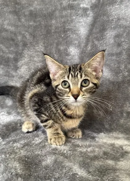 A young medium-sized female Domestic Short Hair cat named Meowster for adoption in Buffalo, MN