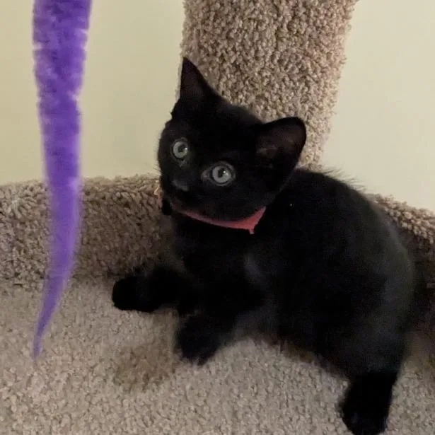 A baby small-sized female Black Domestic Short Hair cat named Daffodil for adoption in Springfield, MA