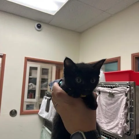 Daffodil thumbnail 2