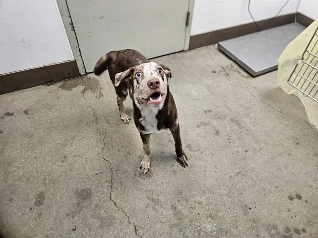 A young small-sized male Australian Cattle Dog / Blue Heeler dog named Laffy Taffy for adoption in Tucson, AZ