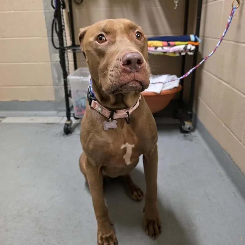 Nova