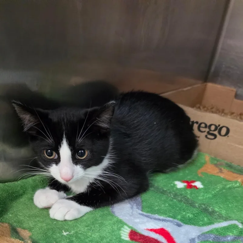 A baby small-sized male Black Domestic Short Hair cat named Reiji for adoption in Philadelphia, PA