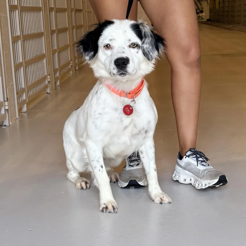 An adult medium-sized female Spaniel dog named Jolie for adoption in Chicago, IL
