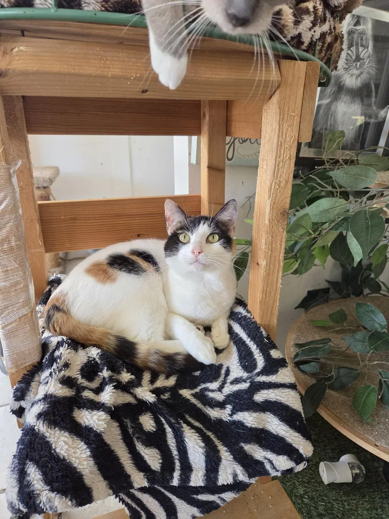 An adult small-sized female Calico cat named Precious for adoption in Buena Park, CA
