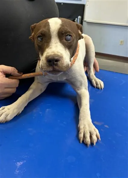 A young large-sized male Pit Bull Terrier dog named Wonder for adoption in Phoenix, AZ