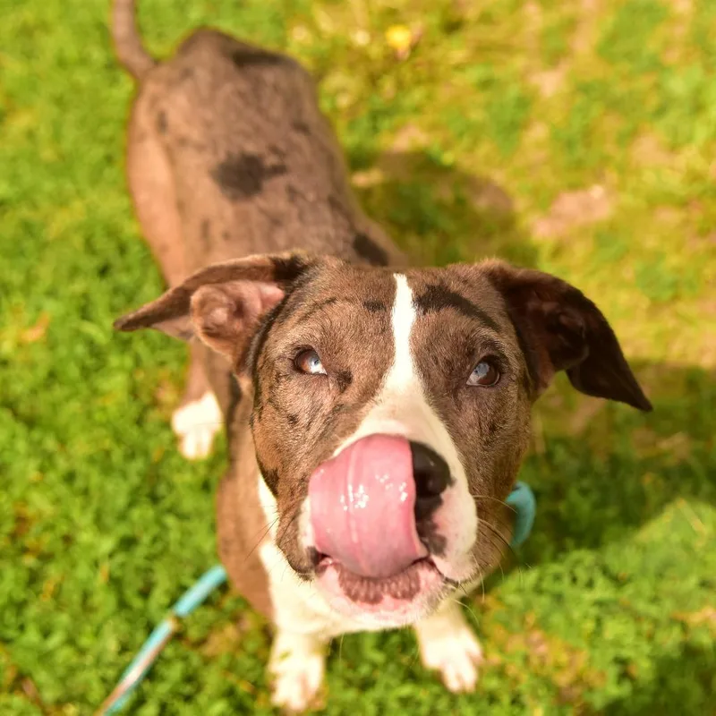 A young medium-sized male Red / Chestnut / Orange Mixed Breed dog named Bradley for adoption in Owosso, MI