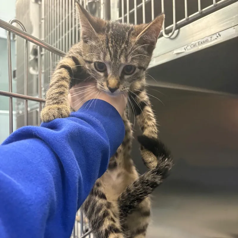 A baby small-sized male Brown / Chocolate Domestic Short Hair cat named Cuatro for adoption in Greensboro, NC