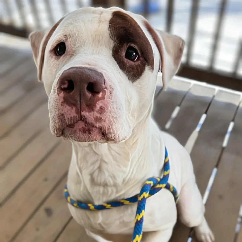 An adult large-sized male White / Cream Pit Bull Terrier dog named Petey for adoption in Potomac, MD