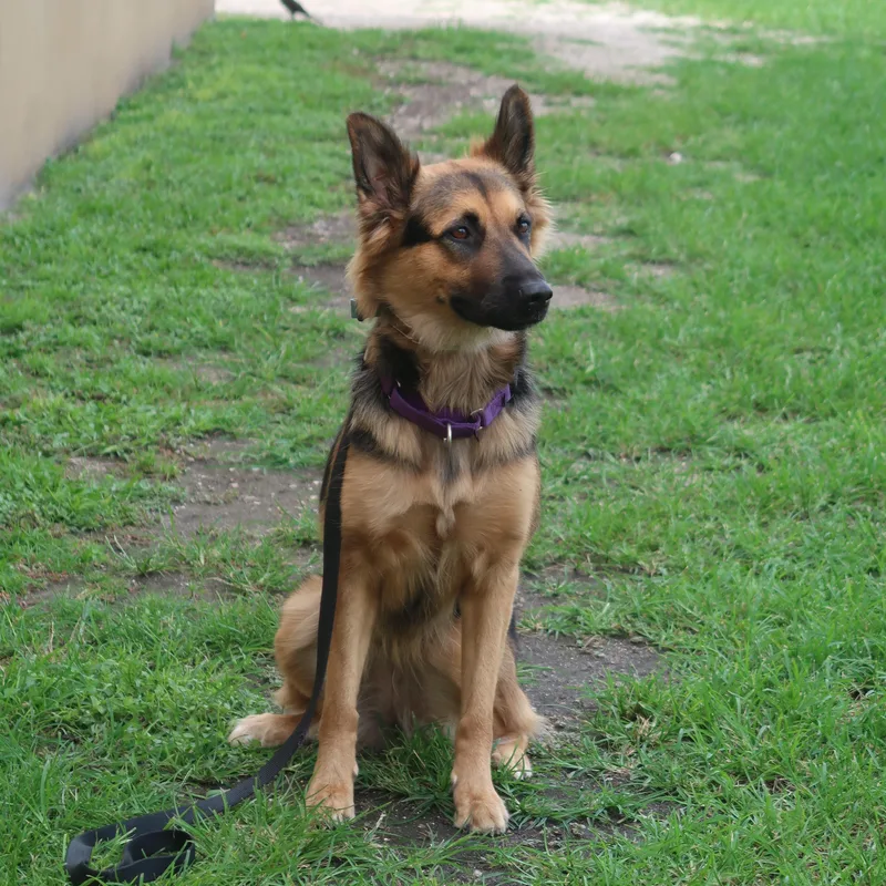 Paisley Trained Dog