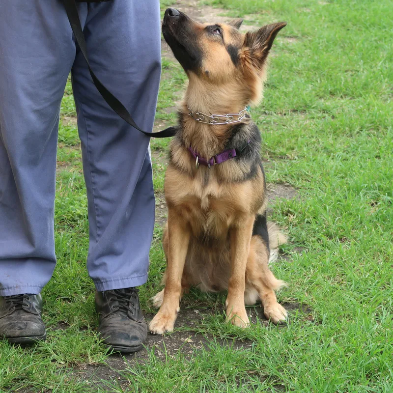 Paisley  Trained Dog thumbnail 2